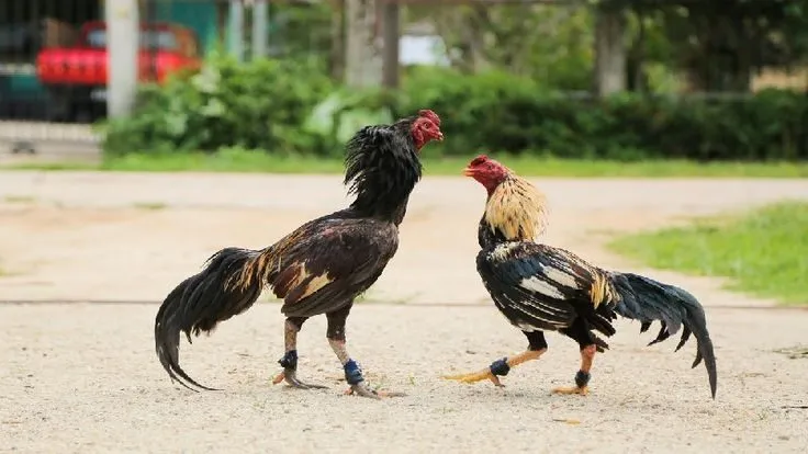 Bí quyết về chọn gà cựa sắt siêu hay